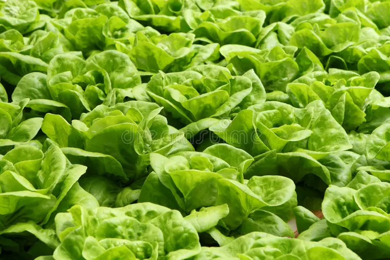 photo of beautifully arranged food